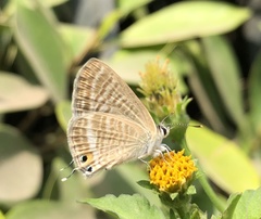Lampides boeticus