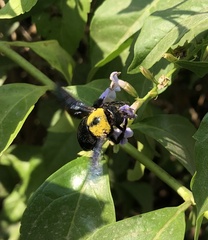 Xylocopa pubescens