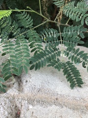 Mimosoideae