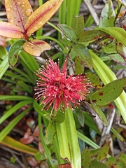 Metrosideros parkinsonii