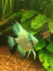 Pterophyllum