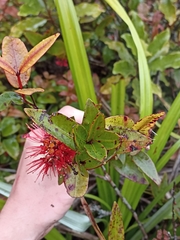 Metrosideros parkinsonii