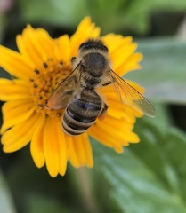 Apis mellifera