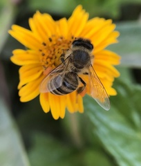Apis mellifera