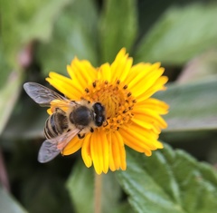 Apis mellifera