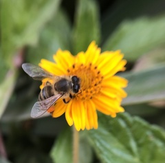 Apis mellifera