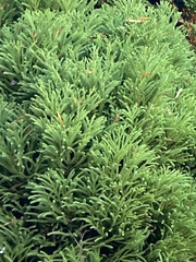 Cupressus × leylandii