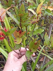 Metrosideros parkinsonii