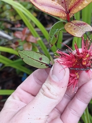 Metrosideros parkinsonii