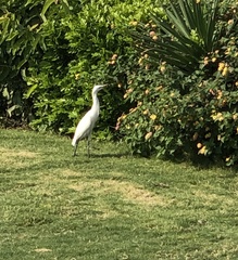 Bubulcus ibis