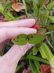 Metrosideros parkinsonii