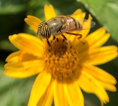 Eristalinus taeniops