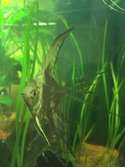 Pterophyllum