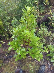 Coprosma dodonaeifolia