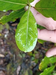 Coprosma dodonaeifolia