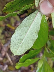 Coprosma dodonaeifolia