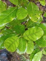 Coprosma dodonaeifolia