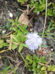 Ageratum littorale