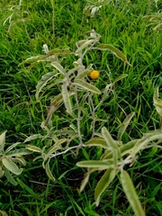Solanum elaeagnifolium