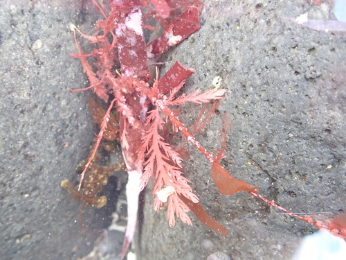 Plocamium angustum observed 2021-10-31