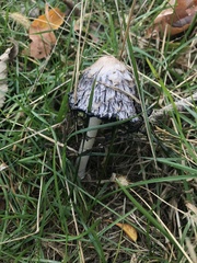 Coprinus comatus