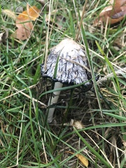 Coprinus comatus