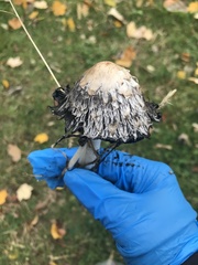 Coprinus comatus