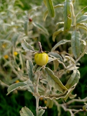 Solanum elaeagnifolium