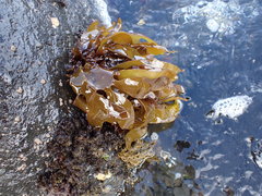Pachymenia dichotoma