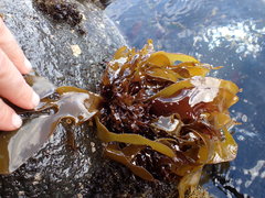 Pachymenia dichotoma