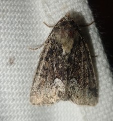 Oligia strigilis