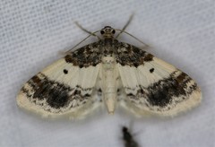 Hydrelia condensata