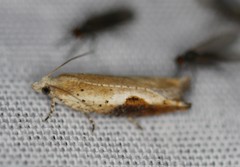 Pseudexentera costomaculana