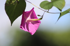 Ipomoea dumosa