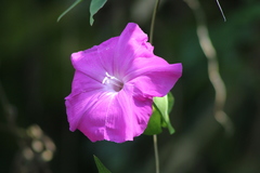Ipomoea dumosa