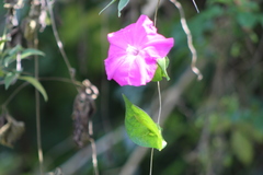 Ipomoea dumosa