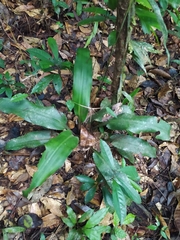 Disteganthus basilateralis