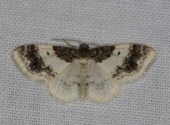 Hydrelia condensata