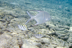 Trachinotus goodei
