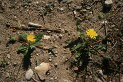 Taraxacum hellenicum