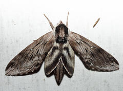 Sphinx gordius