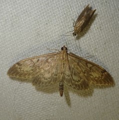 Anania lancealis