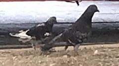 Columba livia domestica