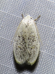 Durrantia piperatella