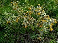 Solanum elaeagnifolium