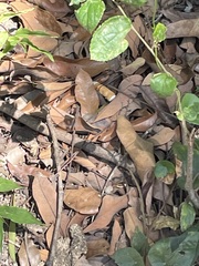 Calochortoideae