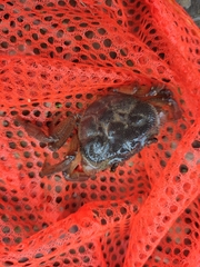 Longpotamon liuyangense