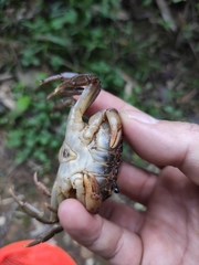 Longpotamon liuyangense