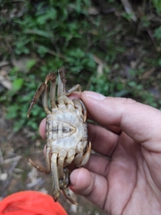 Longpotamon liuyangense