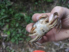 Longpotamon liuyangense